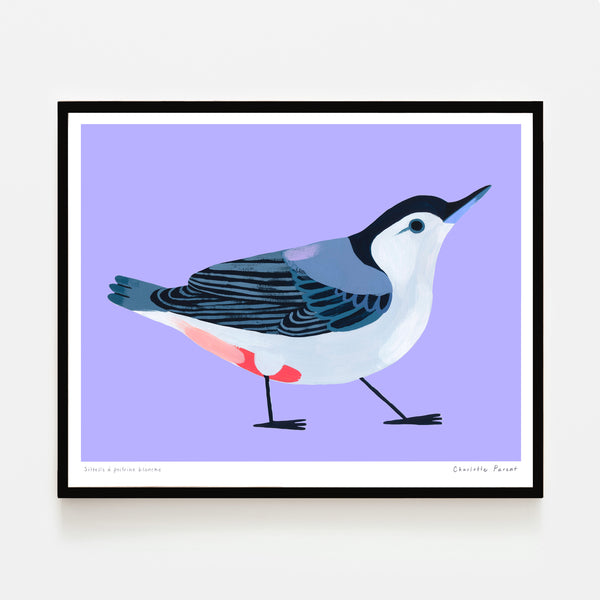 SITTELLE À POITRINE BLANCHE, 8" x 10" — by Charlotte Parent