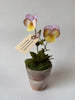 PAPER FLOWERS - Purple Viola — by Atelier Nature Morte