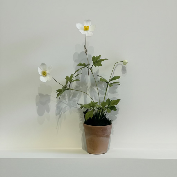 A small potted plant with white flowers and green leaves sits on a white shelf against a white wall.