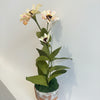 A potted artificial floral arrangement featuring three cream-colored zinnia-like flowers with dark centers and pink speckles, green leaves, and mossy greenery in a rustic white pot against a plain white wall.