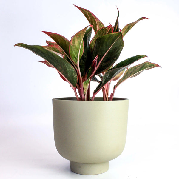 RUDY PLANT POT MEDIUM - Green — by Josie Daisy