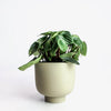 RUDY PLANT POT MEDIUM - Green — by Josie Daisy