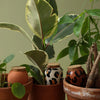 TRIO MINI OLLAS, Watering Spikes - The Leopards — by Pepin
