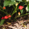 SEED BOX - CHILLI PEPPER COLLECTION — by Le nutritionniste urbain